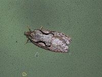 Packard's Concealer Moth - Saratoga County, NY - 05/17/15
