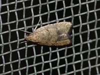Psilocorsis quercicella - Saratoga County, NY - 08/19/15