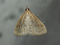 American Lotus Borer Moth  - Saratoga County, NY - 07/25/15