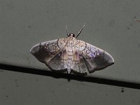 Basswood Leafroller Moth - Saratoga County, NY - 08/04/15