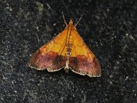 Bicolored Pyrausta Moth - Saratoga County, NY- 07/27/15