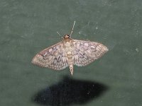 Bold-Feathered Grass Moth - Saratoga County, NY - 05/30/15