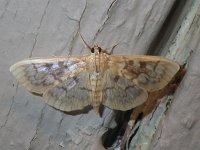 Bold-Feathered Grass Moth - Hartford County, CT - 08/31/14