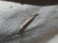 Changeable Grass-Veneer Moth - Saratoga County, NY - 05/30/15