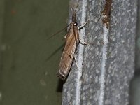 Changeable Grass-Veneer Moth - Saratoga County, NY - 06/11/15