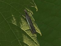 Crambus hamella - Saratoga County, NY - 05/23/15