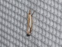 Double-Banded Grass-Veneer Moth - Saratoga County, NY- 06/21/15