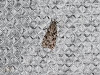 Double-Striped Scoparia Moth - Saratoga County, NY - 06/13/15