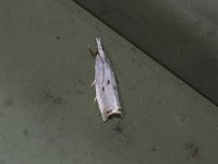 Gold-Stripe Grass-Veneer Moth - Saratoga County, NY - 07/05/15