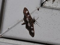 Grape Leaffolder Moth - Saratoga County, NY - 05/29/15