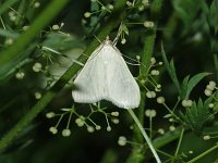 Greenish-Yellow Sitochroa Moth - Saratoga County, NY- 07/27/15