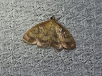 Hahncappsia mancalis - Saratoga County, NY - 06/15/15