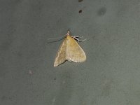 Hahncappsia marculenta - Saratoga County, NY - 08/10/15