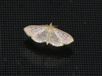 Herpetogramma abdominali - Saratoga County, NY - 06/29/15