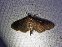 Herpetogramma sphingealis - Saratoga County, NY - 07/16/17
