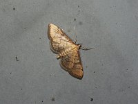 Hollow-Spotted Blepharomastix Moth - Saratoga County, NY - 06/07/15