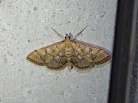 Hollow-Spotted Blepharomastix Moth - Saratoga County, NY - 06/22/15