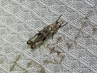 Microcrambus minor - Saratoga County, NY - 07/10/15