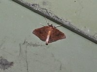 Mint Root Borer Moth - Saratoga County, NY- 07/27/15