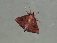 Mint Root Borer Moth - Saratoga County, NY- 08/09/15