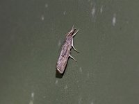 Mottled Grass-Veneer Moth - Saratoga County, NY - 06/10/15