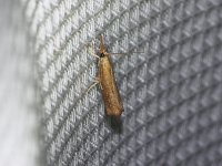 Mottled Grass-Veneer Moth - Saratoga County, NY - 06/29/15