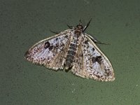 Palpita aenescentalis - Saratoga County, NY - 05/24/15