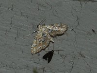 Pondside Pyralid Moth - Hartford County, CT- 06/19/15