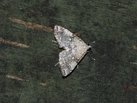 Pondside Pyralid Moth - Saratoga County, NY- 07/05/15