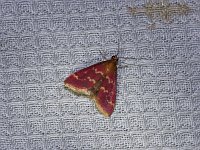 Raspberry Pyrausta Moth - Saratoga County, NY - 06/15/15