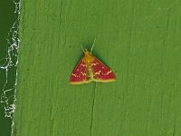 Raspberry Pyrausta Moth - Saratoga County, NY - 06/07/14