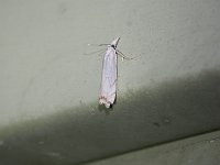 Small White Grass-Veneer Moth - Saratoga County, NY - 06/23/15