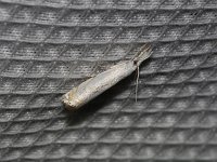 Small White Grass-Veneer Moth - Saratoga County, NY - 06/25/15