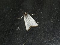 Snowy Urola Moth - Saratoga County, NY - 06/23/15