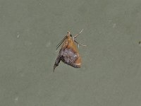 Sooty-Winged Chalcoela Moth - Saratoga County, NY - 05/06/15