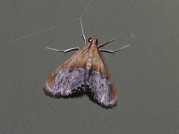 Sooty-Winged Chalcoela Moth - Saratoga County, NY - 07/16/15