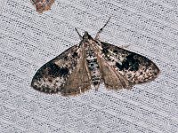 Splendid Palpita Moth - Saratoga County, NY - 05/06/15