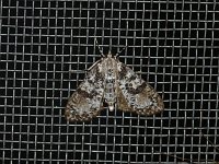 Splendid Palpita Moth - Saratoga County, NY - 05/16/15