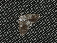 Splendid Palpita Moth - Saratoga County, NY - 05/16/15