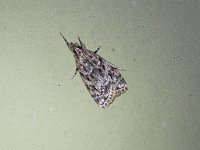 Striped Eudonia Moth - Saratoga County, NY - 06/29/15