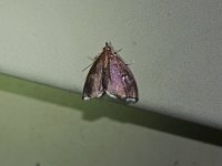 Titian Peale's Pyralid Moth - Saratoga County, NY - 05/15/15