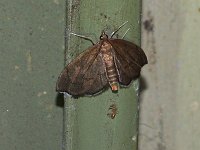 Titian Peale's Pyralid Moth - Saratoga County, NY - 05/25/15