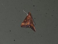 Variable Reddish Pyrausta Moth - Saratoga County, NY - 07/03/15
