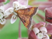 Variable Reddish Pyrausta Moth - Saratoga County, NY - 07/27/15