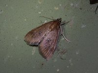White-Spotted Brown Moth - Saratoga County, NY - 05/24/15