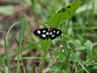White-Spotted Sable Moth - Saratoga County, NY -  06/14/14