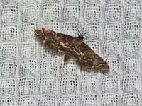 Yellow-Spotted Webworm Moth - Saratoga County, NY - 07/16/17