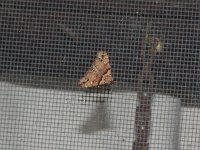 Ambiguous Moth - Saratoga County, NY - 05/04/15