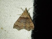 Ambiguous Moth - Saratoga County, NY - 06/10/15
