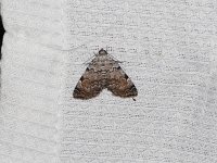 American Idia Moth - Saratoga County, NY - 05/30/15